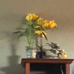 Meet your Posher, Liz